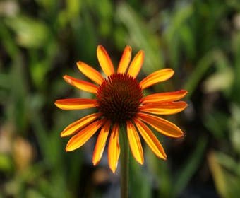 Zonnehoed (Echinacea purpurea 'Tiki Torch')