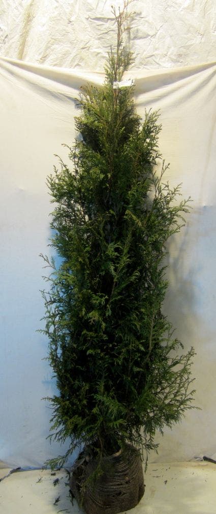 Haagplanten