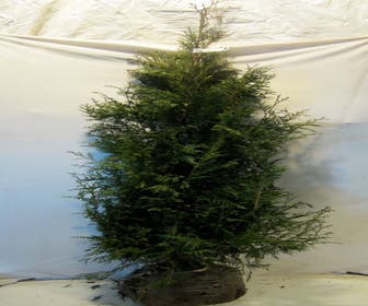 Levensboom (Thuja plicata 'Martin')