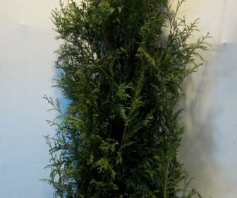 Levensboom (Thuja plicata 'Martin')