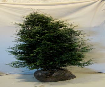 Levensboom (Thuja plicata 'Gelderland')