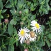 Aster (Aster ageratoides 'Asmo')