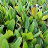 Schoenlappersplant (Bergenia 'Winterglöd')