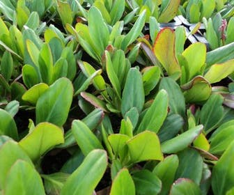 Schoenlappersplant (Bergenia 'Winterglöd')