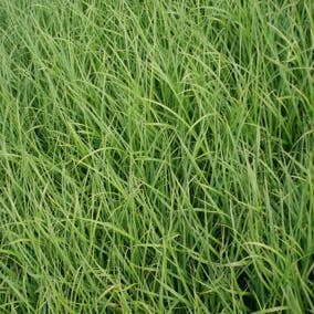 Moeraszegge (Carex acutiformis)
