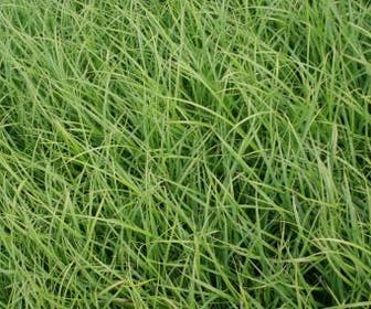 Moeraszegge (Carex acutiformis)