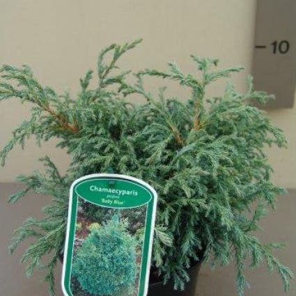 Dwergcypres (Chamaecyparis 'Baby Blue')