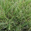 Zwenkgras (Festuca mairei)