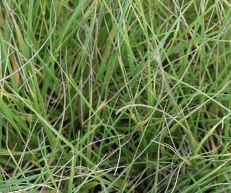 Zwenkgras (Festuca mairei)