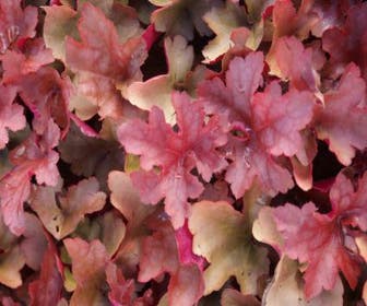 Purperklokje (Heuchera 'Peneloppe')