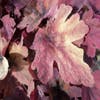 Purperklokje (Heucherella 'Sweet Tea')