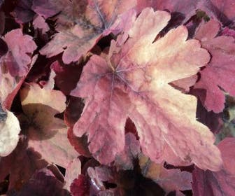 Purperklokje (Heucherella 'Sweet Tea')