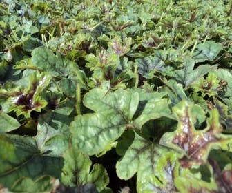 Purperklokje (Heucherella 'Tapestry')