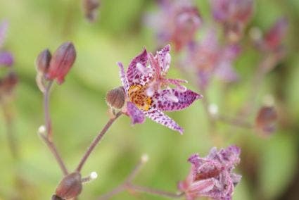 Armeluisorchidee
