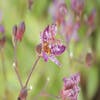 Orchidee (Tricyrtis formosana 'Purple Beauty')