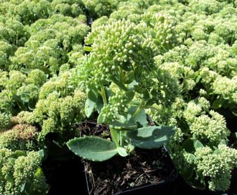 Vetkruid (Sedum spectabile 'Indian Chief')