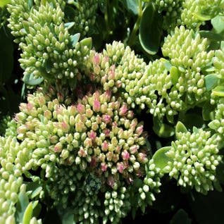 Vetkruid (Sedum spectabile 'Indian Chief')