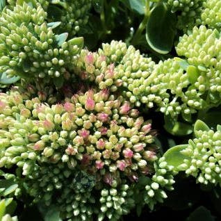 Vetkruid (Sedum spectabile 'Indian Chief')