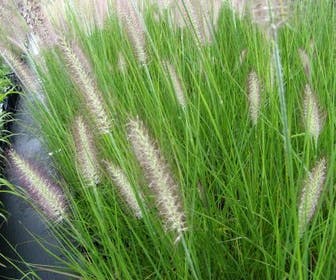 Lampepoetsersgras (Pennisetum alopecuroides 'Reborn')