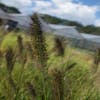 Lampepoetsersgras (Pennisetum alopecuroides 'Viridescens')