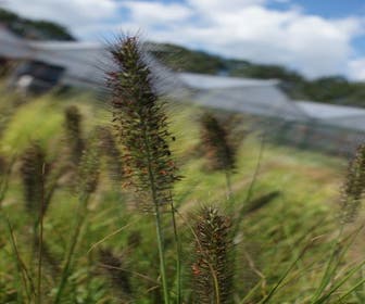 Lampepoetsersgras (Pennisetum alopecuroides 'Viridescens')