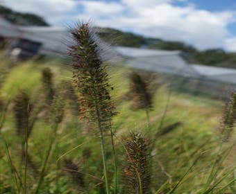 Lampepoetsersgras (Pennisetum alopecuroides 'Viridescens')