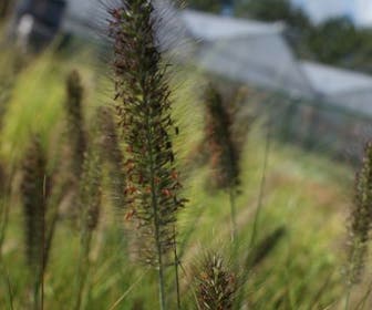 Lampepoetsersgras (Pennisetum alopecuroides 'Viridescens')