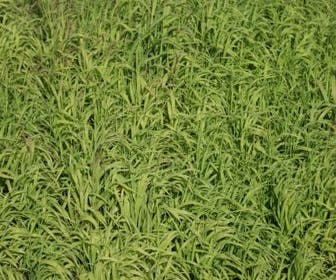 Parelgras (Melica altissima 'Atropurpurea')