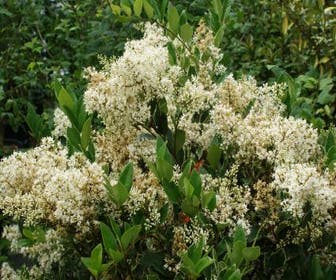 Texaanse Liguster/Liguster (Ligustrum texanum 'Silver Star')
