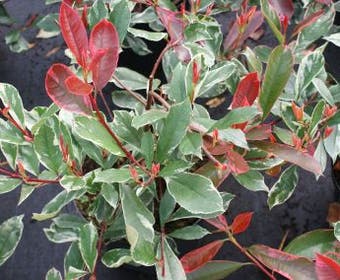 Glansmispel (Photinia Pink Marble)