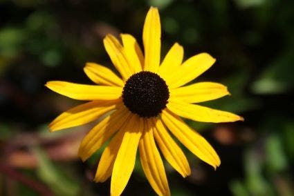 Zonnehoed