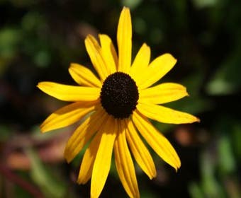 Zonnehoed (Rudbeckia fulgida 'City Garden')