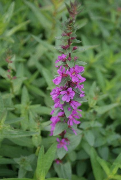 Lythrum salicaria 'Rosy Gem'