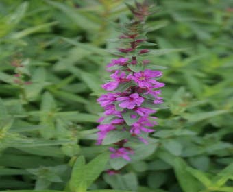 Kattestaart (Lythrum salicaria 'Rosy Gem'')