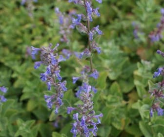 Kattenkruid (Nepeta Racemosa 'Superba')