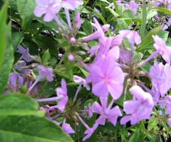 Vlambloem/Flox (Phlox amplifolia)