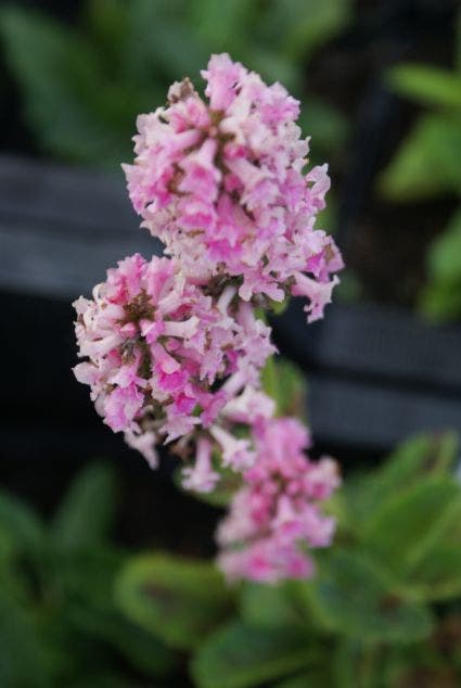 Roze andoorn