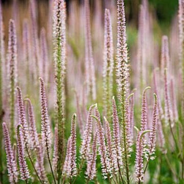 Virgnische ereprijs (Veronicastrum virginicum 'Roseum')