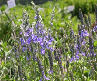 Ereprijs (Veronica austriaca 'Royal Blue')