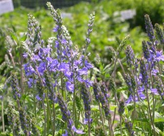 Ereprijs (Veronica austriaca 'Royal Blue')