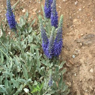 Ereprijs (Veronica spicata incana)
