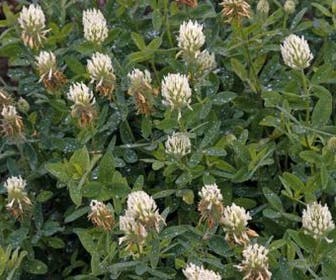 Geelwitte klaver (Trifolium ochroleucon)