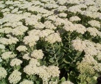 Vetkruid (Sedum spectabile 'Iceberg')