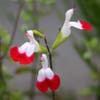 Salie (Salvia microphylla 'Hot Lips')