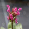 Bijenkorfje (Prunella grandiflora 'Inshriach Ruby') Bio