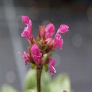Bijenkorfje (Prunella grandiflora 'Inshriach Ruby')