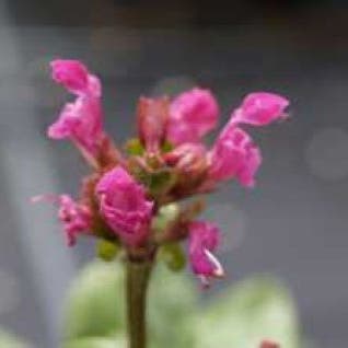 Bijenkorfje (Prunella grandiflora 'Inshriach Ruby')