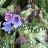 Longkruid (Pulmonaria 'Opal')