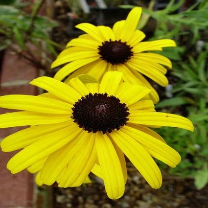 Zonnehoed (Rudbeckia fulgida speciosa)