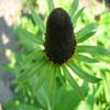 Zonnehoed (Rudbeckia occidentalis 'Green Wizard')